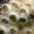 ../images/illus-genres-tous/Montastrea-sp/DSCN9935.JPG