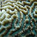 ../images/illus-genres-tous/Platygyra-sp/DSCN9321.JPG