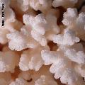 ../images/illus-genres-tous/Pocillopora-sp/poccilopora9918.JPG