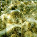 ../images/illus-genres-tous/PoritesPorites-sp/DSCN0213.JPG
