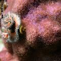 ../images/illus-genres-tous/PoritesPorites-sp/DSCN1230.JPG