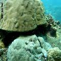 ../images/illus-genres-tous/PoritesPorites-sp/DSCN8738.JPG