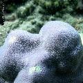 ../images/illus-genres-tous/PoritesPorites-sp/DSCN9304.JPG