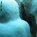 ../images/illus-genres-tous/PoritesPorites-sp/IMG_0306.JPG