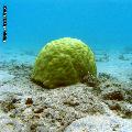 ../images/illus-genres-tous/PoritesPorites-sp/IMG_1082-porites-hemisph.jpg