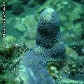 ../images/illus-genres-tous/PoritesPorites-sp/Porites03994.jpg