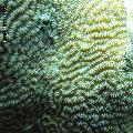 ../images/illus-genres-tous/leptoria-sp/IMG_0332-letporia.jpg