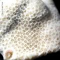 ../images/museum-paris/stylocoeniella-guentheri/PICT0114.jpg