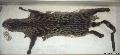 ../images/Gensch_MRAC_18949_skin_TYPE.jpg
