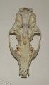 ../images/Genang_AMNH_80869_(skull2).jpg