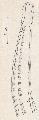 ../images/asym_femelle_ant_latdroite.PNG