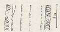 ../images/asym_pore_femelle_dorsale.PNG