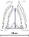 ../images/cote_dorsale_tiers_ant.png