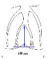 ../images/cote_dorsale_tiers_moy.png