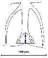 ../images/cote_dorsale_tiers_post.png