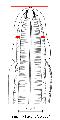 ../images/largeur_vesicule_cephalique.png