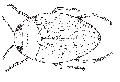 ../images/coleoptere_adulte.jpg