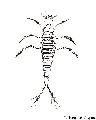 ../images/coleoptere_larve.jpg