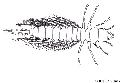 ../images/megaloptere.jpg
