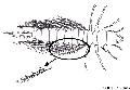 ../images/megaloptere_branchie.jpg