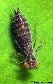 ../images/odonate_juvenile_libellule.jpg