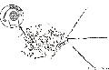 ../images/odonate_yeux_compose.jpg
