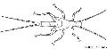 ../images/plecoptere_juvenile.jpg