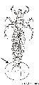 ../images/trichoptere_crochets_abdominaux.jpg