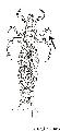 ../images/trichoptere_pattes_articules.jpg