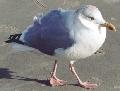 ../images/Larus_argentatus.jpg
