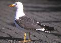 ../images/Larus_fuscus.jpg