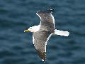 ../images/Larusfuscusenvol.jpg
