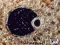 ../images/Borassus_aethiopium.jpg