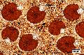 ../images/Borassus_sp_2.jpg