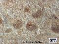 ../images/Nypa_fruticans_5.jpg