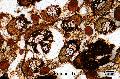 ../images/Phytelephas_macrocarpa_copie.jpg