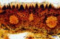 ../images/Pseudophoenix_sargentii_20_2.jpg