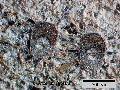 ../images/Wallichia_disticha_5_4_.jpg