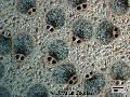 ../images/Washingtonia_robusta_2_7_5_9_.jpg