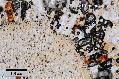 ../images/licualagrandis5_copie.jpg