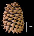 ../images/P_coulteri_cone.jpg