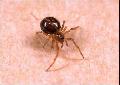 ../images/bipunctata.jpg