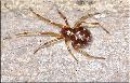 ../images/steatoda-triangulosa-dorsal.jpg