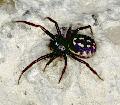 ../images/steatoda_albomaculata.jpg