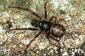 ../images/steatoda_castaneaarevoir.jpg