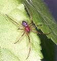 ../images/steatoda_grossa.jpg