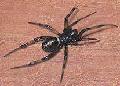 ../images/steatoda_payku.jpg