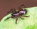 ../images/steatoda_phalerata.jpg