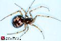 ../images/steatoda_triang.jpg