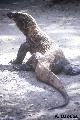 ../images/komodo3.jpg